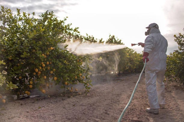 Best Local Pest Control Services  in Prairieville, LA