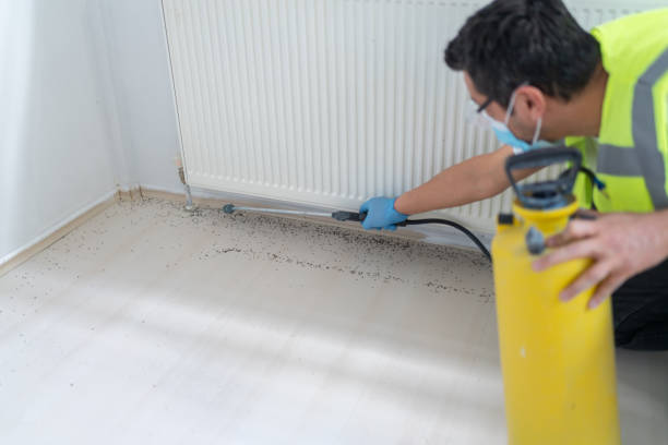Best Insect Control  in Prairieville, LA