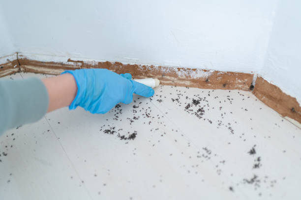 Best Emergency Pest Control  in Prairieville, LA